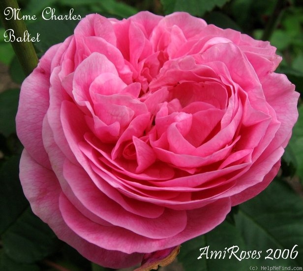 'Madame Charles Baltet' rose photo