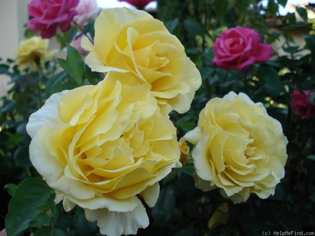 'Goldstar' rose photo