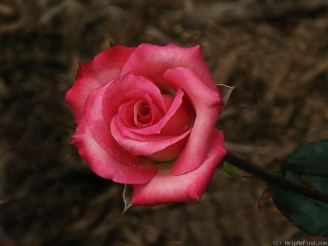 'Tiffany Lynn' rose photo