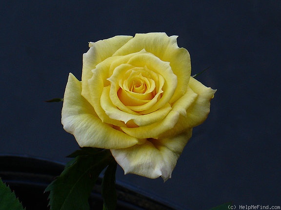 'Erin Alonso ™' rose photo