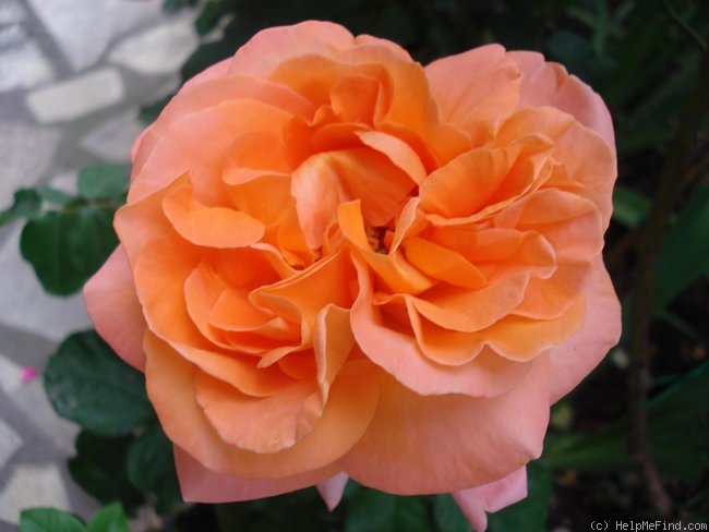 'René Goscinny ®' rose photo