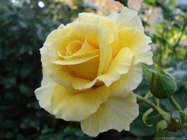 'Goldstar' rose photo