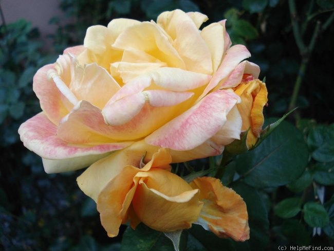 'Graines d'Or ®' rose photo