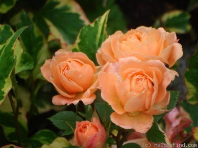 'Apricot Clementine ®' rose photo