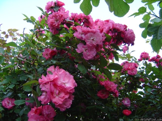 'Noëlline ®' rose photo