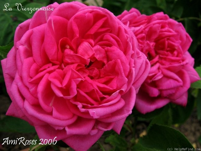 'La Vierzonnaise' rose photo