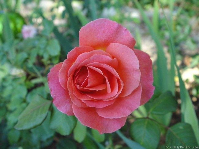 'Typhoon' rose, click to enlarge 'Typhoon' rose photo