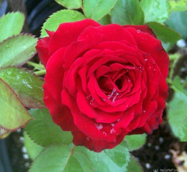 'Merci (floribunda, Warriner 1972)' rose photo