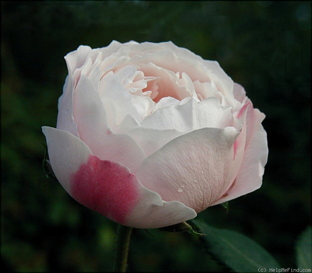 'Madame Pierre Oger (Bourbon, Oger, 1878)' rose photo