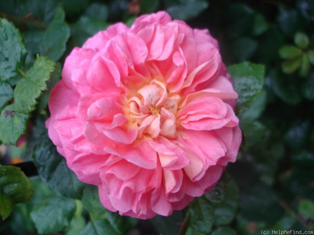 'Christopher Marlowe' rose photo