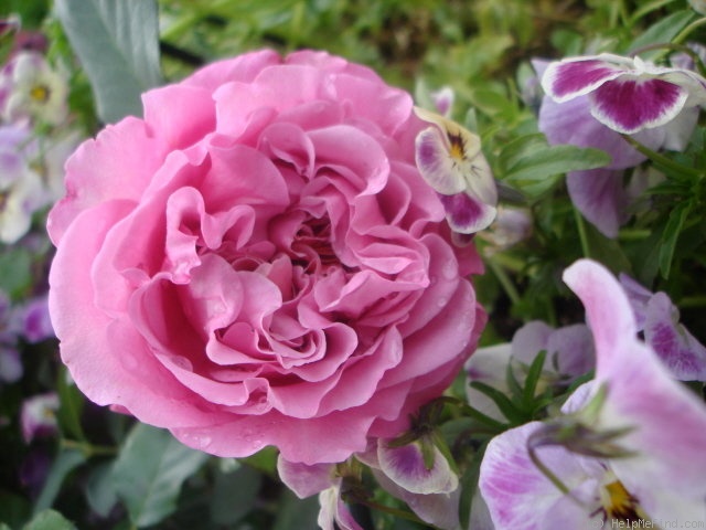'Agnès Schilliger ®' rose photo
