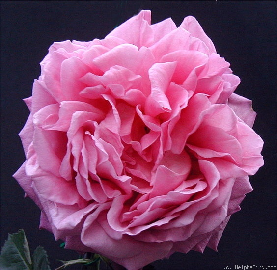 'Immortal Juno' rose photo