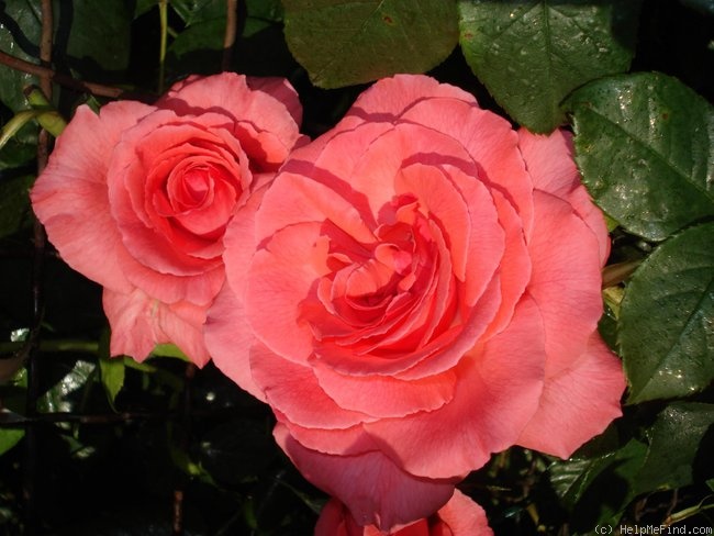 'Pariser Charme' rose photo