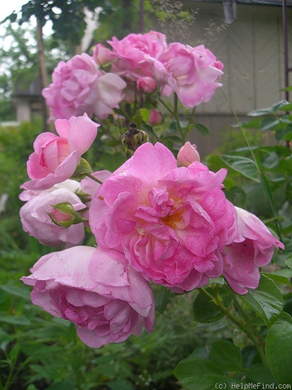 'Jasmina ™ (LCl, Kordes, 1996)' rose photo