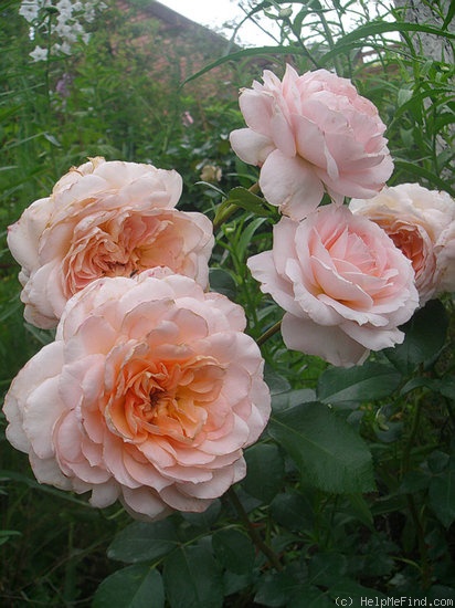 'Schloss Eutin ® Fairy Tale' rose photo