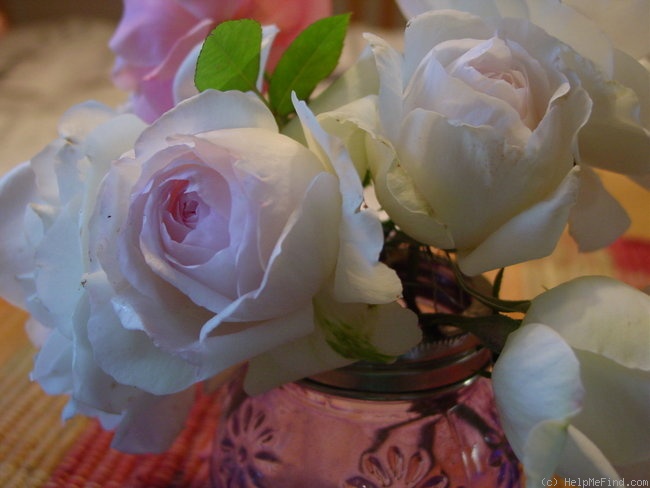 'Bolero ™ (floribunda, Mouchotte/Meilland, 2004)' rose photo