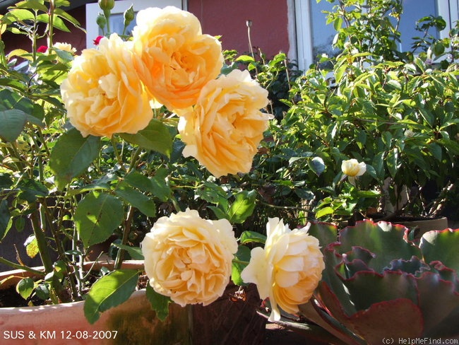 'Graham Thomas' rose photo