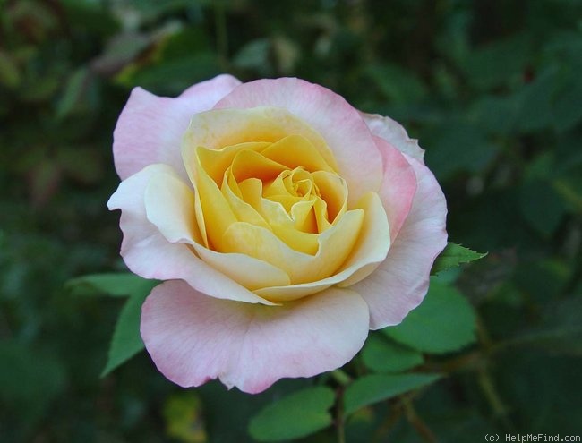'Beryl Bach' rose, click to enlarge 'Beryl Bach' rose photo