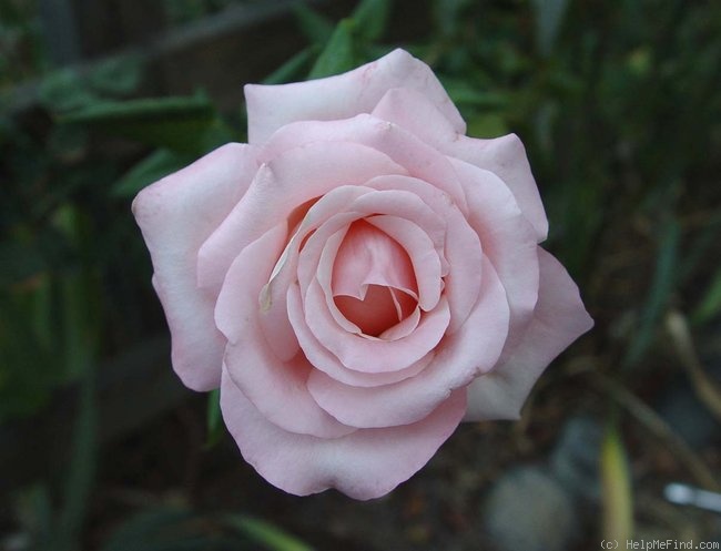 'Lily the Pink' rose photo