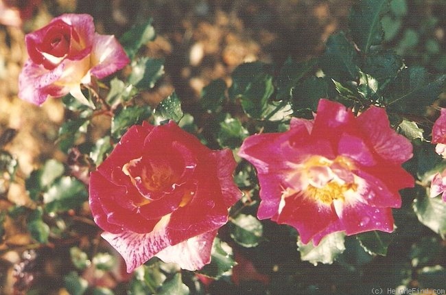 'Jean Adrien Mercier ®' rose photo