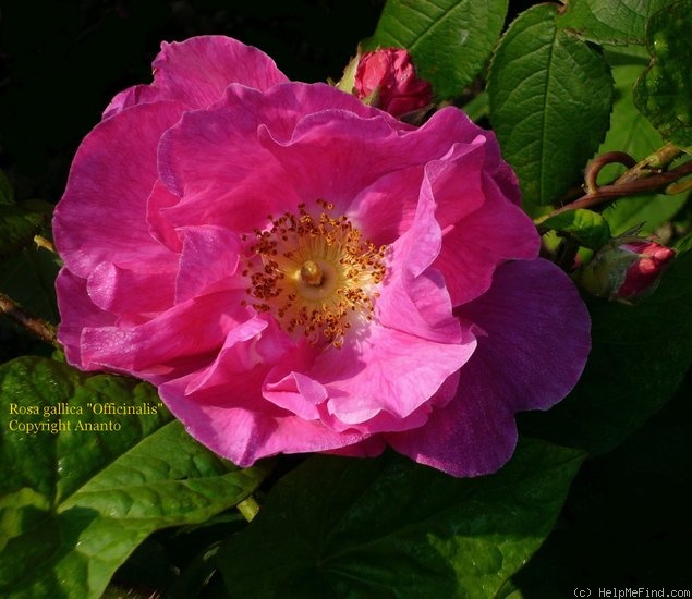 '<i>Rosa gallica</i> var. <i>officinalis</i> Ser.' rose photo