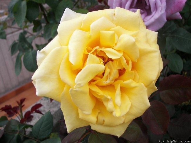 'Primo Sole ®' rose photo