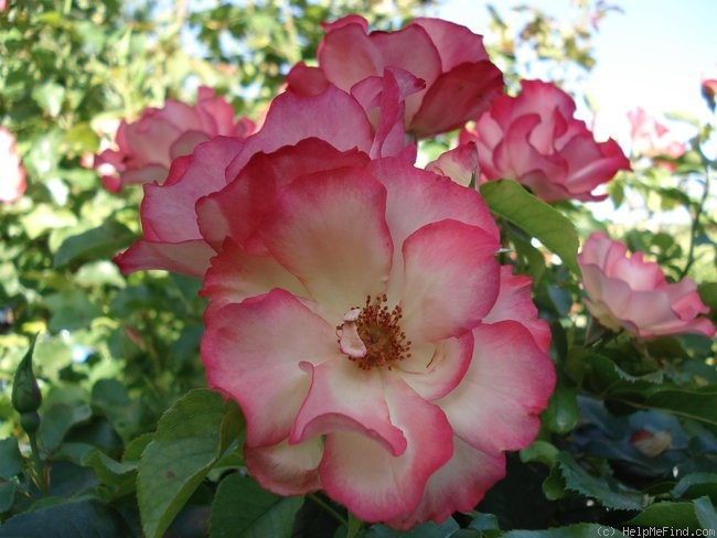 'Cocorico 89' rose photo