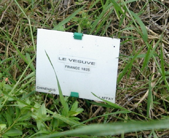 'Le Vésuve (china, Laffay, 1825)' rose photo