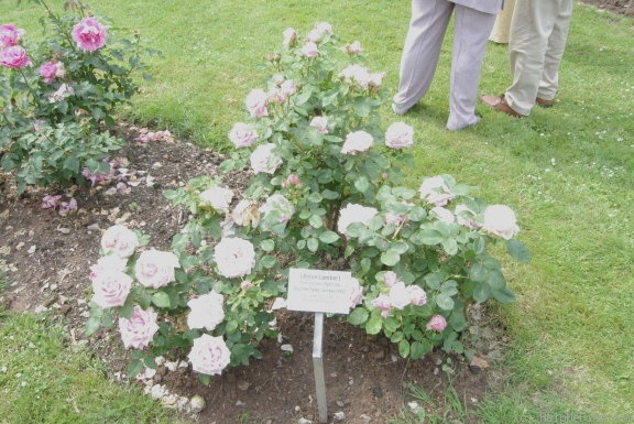'Léonie Lambert' rose photo