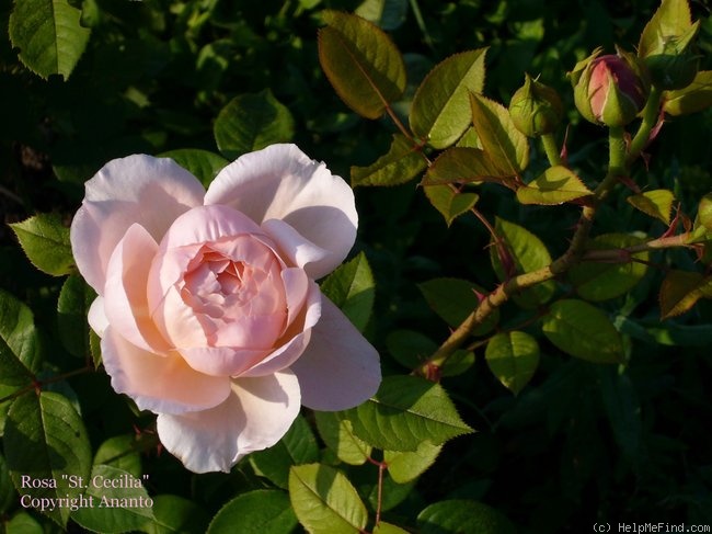 'Saint Cecilia' rose photo