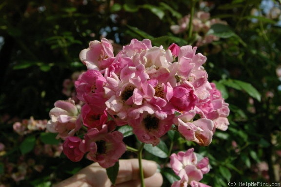 'Marietta Silva Tarouca' rose photo