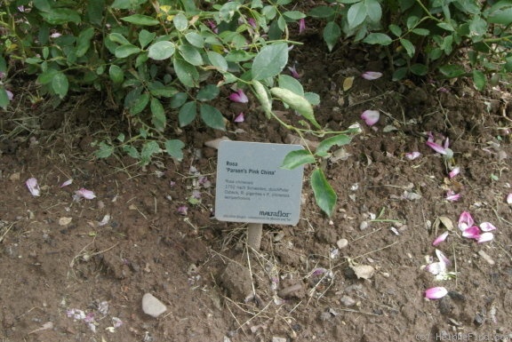 'Parsons' Pink China' rose photo