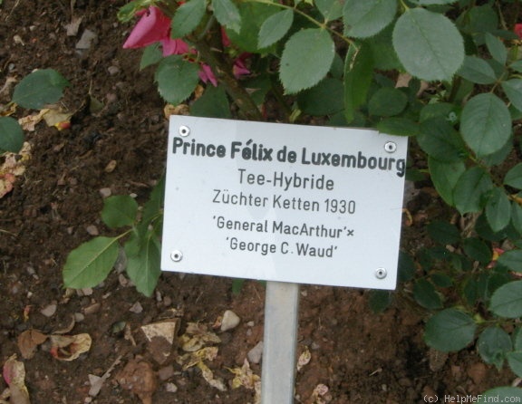 'Prince Félix de Luxembourg' rose photo