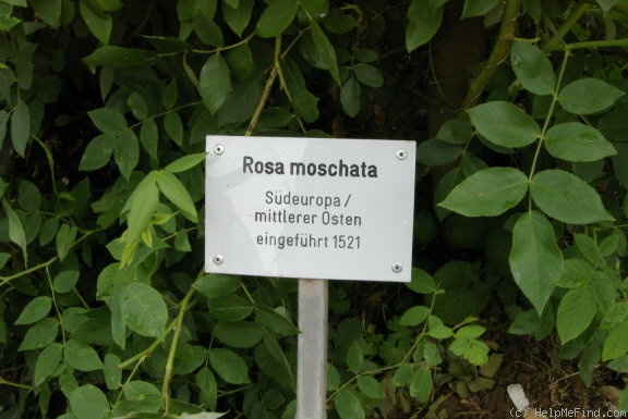 '<i>Rosa moschata</i> Herrm.' rose photo