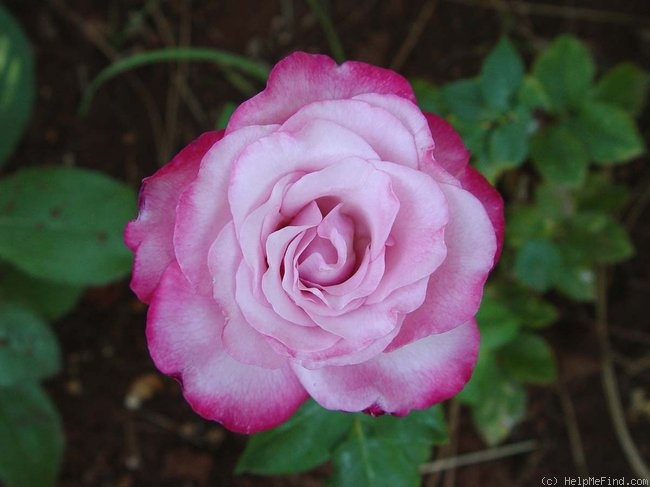 'Patsy Cline ™ (Hybrid Tea, Christensen, 1983)' rose photo