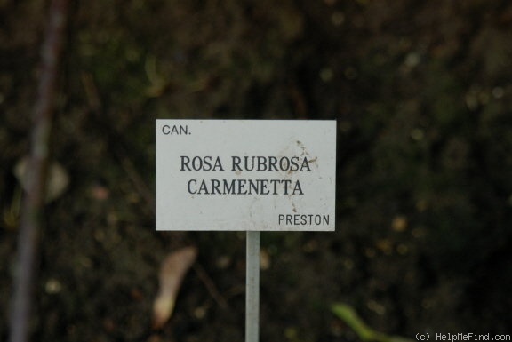 'Carmenetta' rose photo