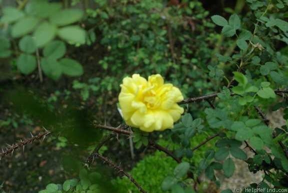 '<i>Rosa spinosissima</i> 'Double Yellow'' rose photo