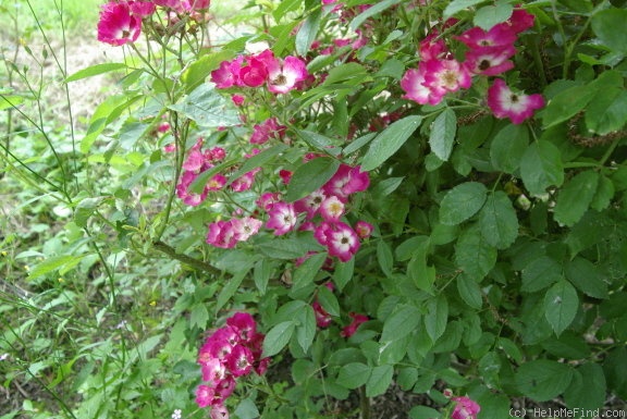 'Schubert (shrub, Lens, 1984)' rose photo