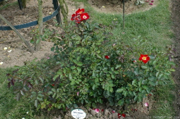 'Tapis Persan' rose photo