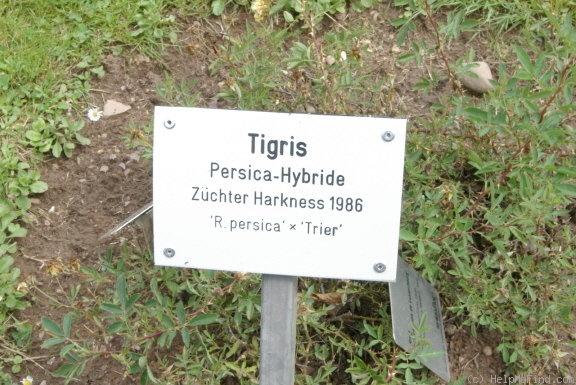 'Tigris (hybrid hulthemia, Harkness, 1975)' rose photo