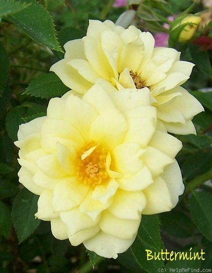 'Buttermint ™' rose photo