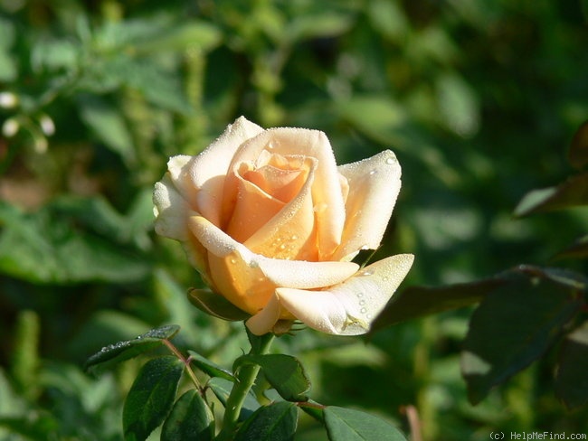 'Marilyn Monroe ™ (Hybrid Tea, Carruth, 2001)' rose photo