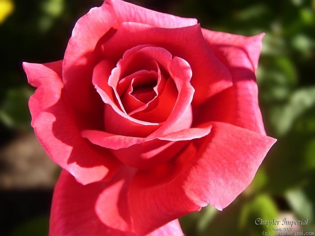 'Chrysler Imperial (Hybrid Tea, Lammerts, 1952)' rose photo