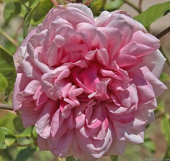 'Souvenir d'un Ami (tea, Bélot-Défougère, 1844)' rose photo