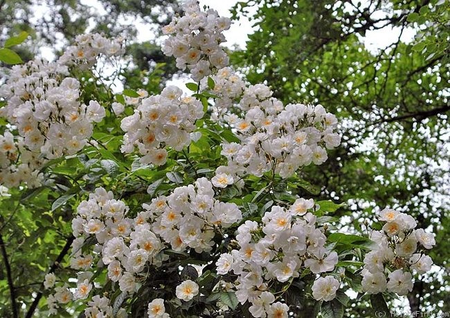 '<i>Rosa phoenicia</i> Boissier' rose photo