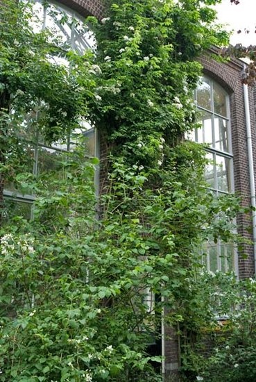 'Hortus Botanicus Amsterdam'  photo