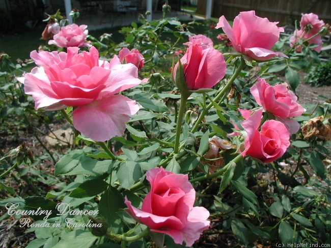 'Country Dancer' rose, click to enlarge 'Country Dancer' rose photo