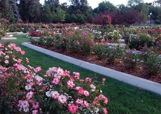 'Longmont Memorial Rose Garden'  photo