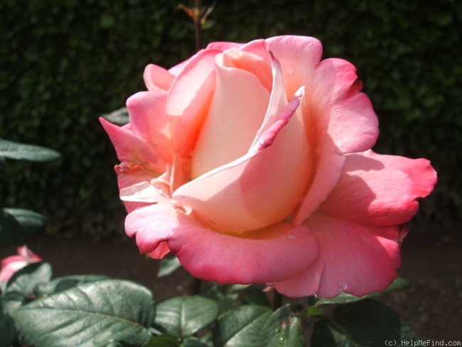 'Luarca' rose photo