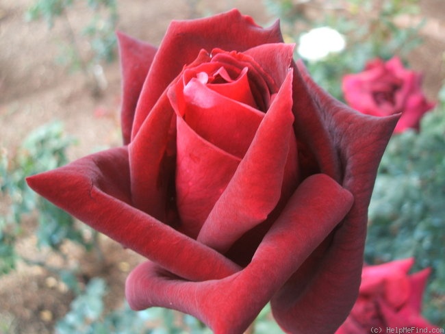 'President Tarradellas' rose photo